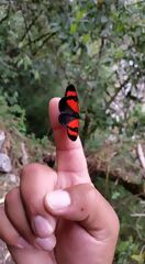 Бабочка, встреченная во время похода